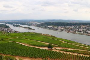 river, vineyards, rhine