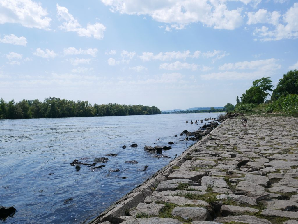 Rheinsicht in Östrich Winkel