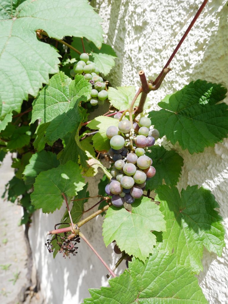 Umgebung vom Alten Weingut in Östrich Winkel