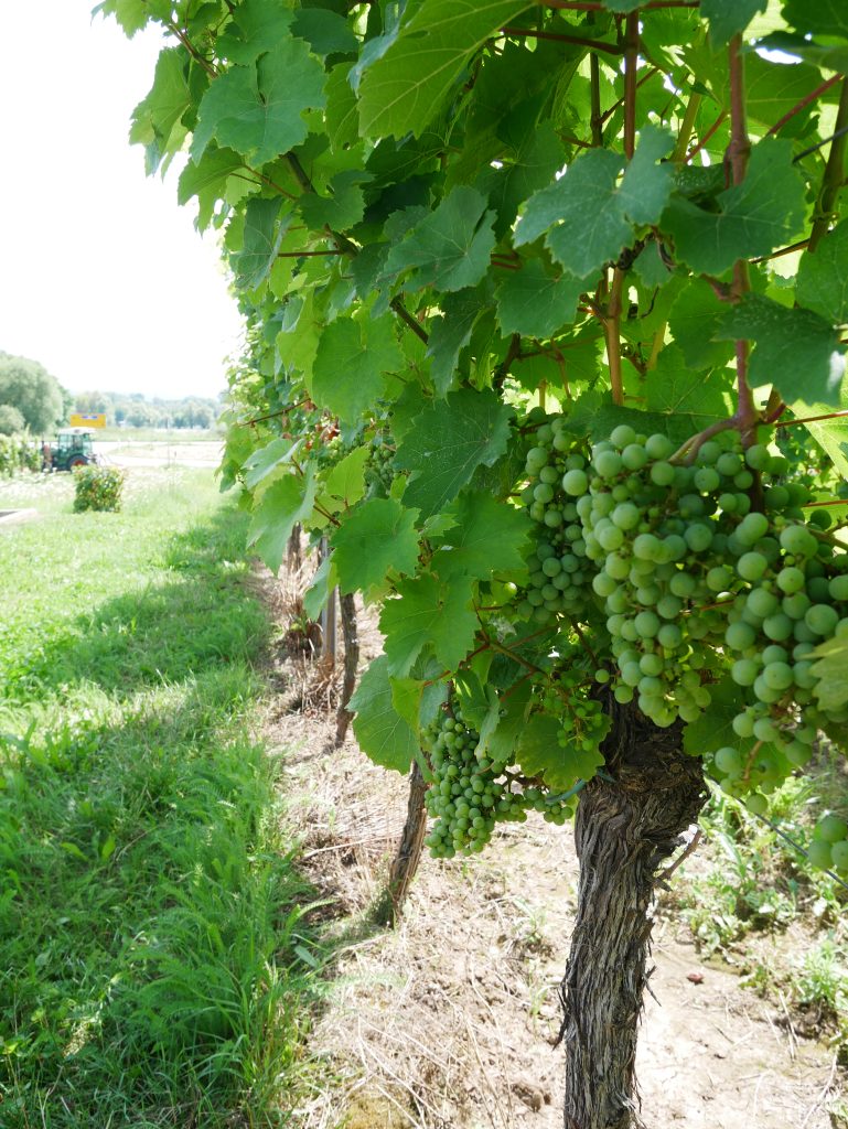 Umgebung vom Alten Weingut in Östrich Winkel