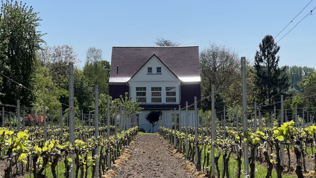 Weingut in Oestrich Winkel