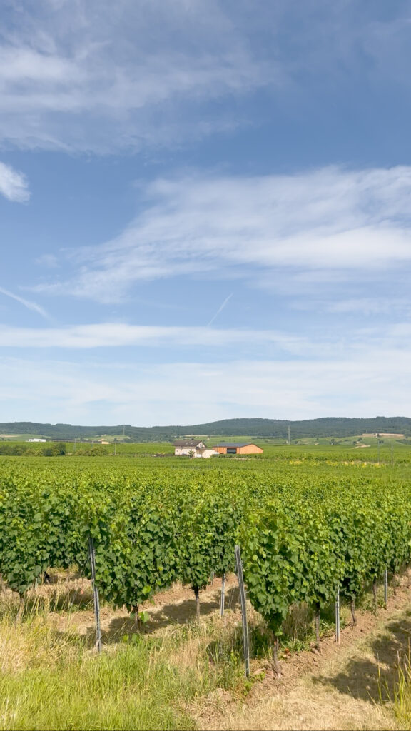 Umgeben von Weinbergen