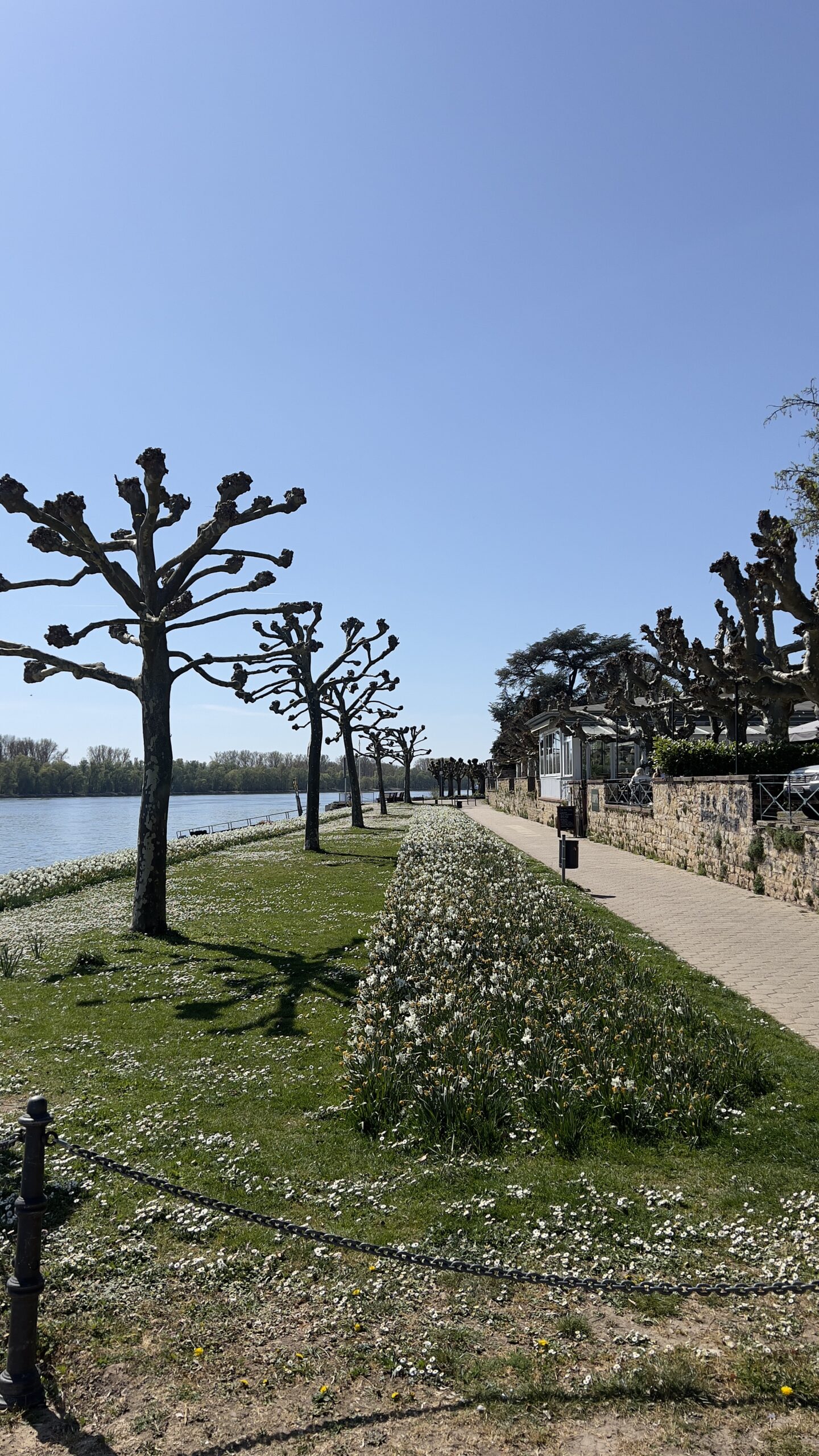 Umgebung Walluf am Rhein - CUVÉE15